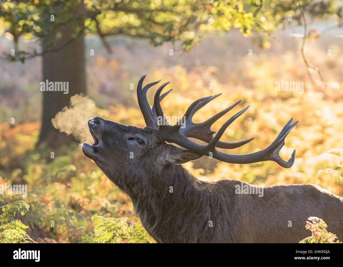 Un grand cerf de Red , montrant son souffle dans l'air froid, tout en hurlant sa domination . Pris en pleine saison dans des couleurs d'automne glorieuses. ROYAUME-UNI Banque D'Images