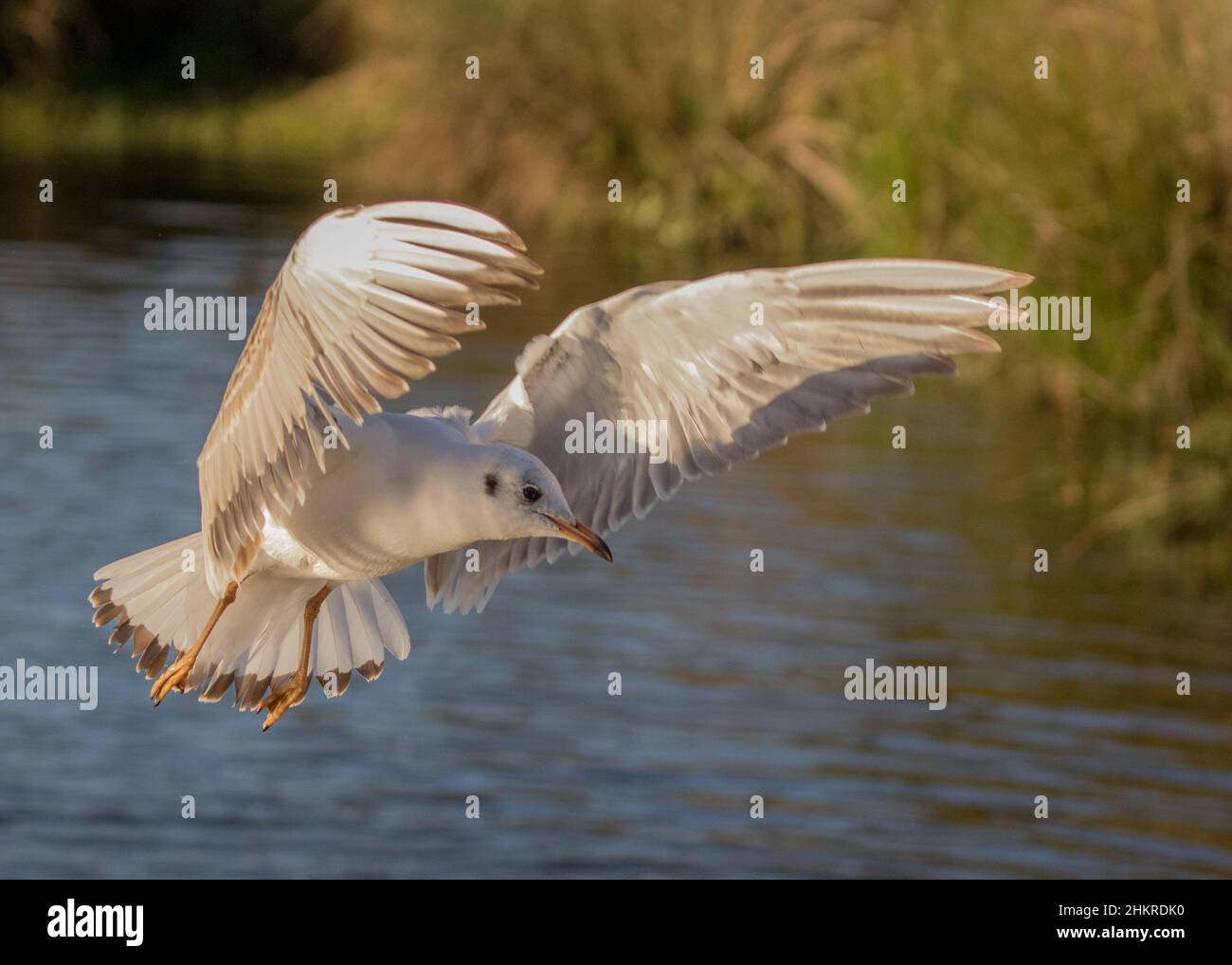 Un crâne à tête noire en plumage d'hiver . Voler , ailes surtendues , montrant des détails de plumes . ROYAUME-UNI Banque D'Images