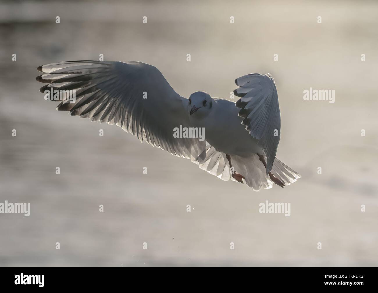 Une tête noire rétro-éclairée en plumage d'hiver . Voler , ailes surtendues , montrant des détails de plumes . ROYAUME-UNI Banque D'Images