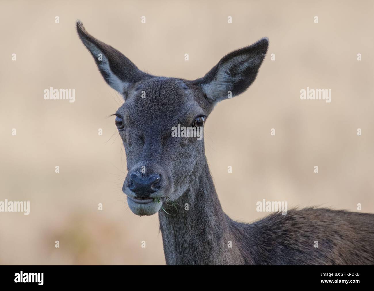 Un portrait intime d'un Red Deer Hind adulte, avec une bouchée d'herbe. ROYAUME-UNI Banque D'Images
