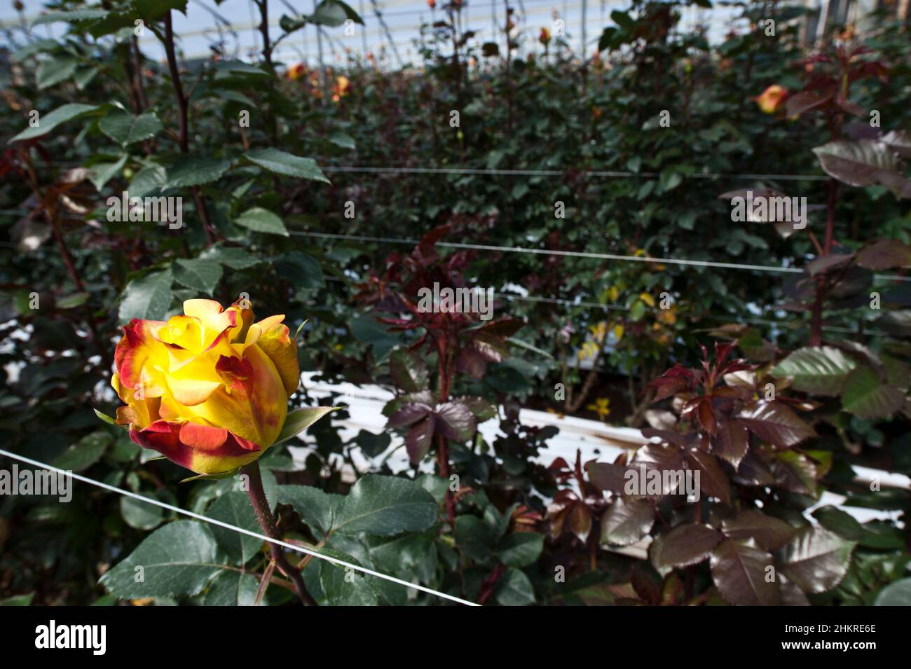Les roses poussent sur une plantation de coupe pendant la période de récolte Banque D'Images