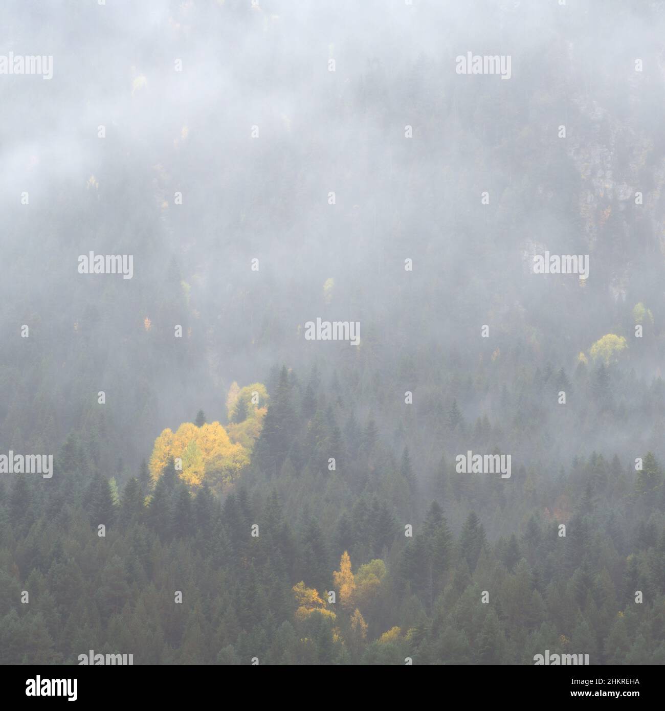 Météo automnale brumeuse dans la vallée de la Pineta Banque D'Images