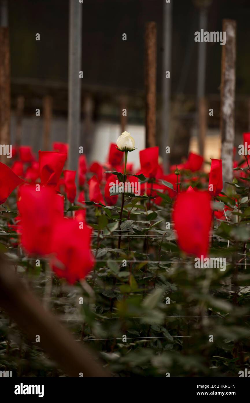 Les roses poussent sur une plantation de coupe pendant la période de récolte Banque D'Images