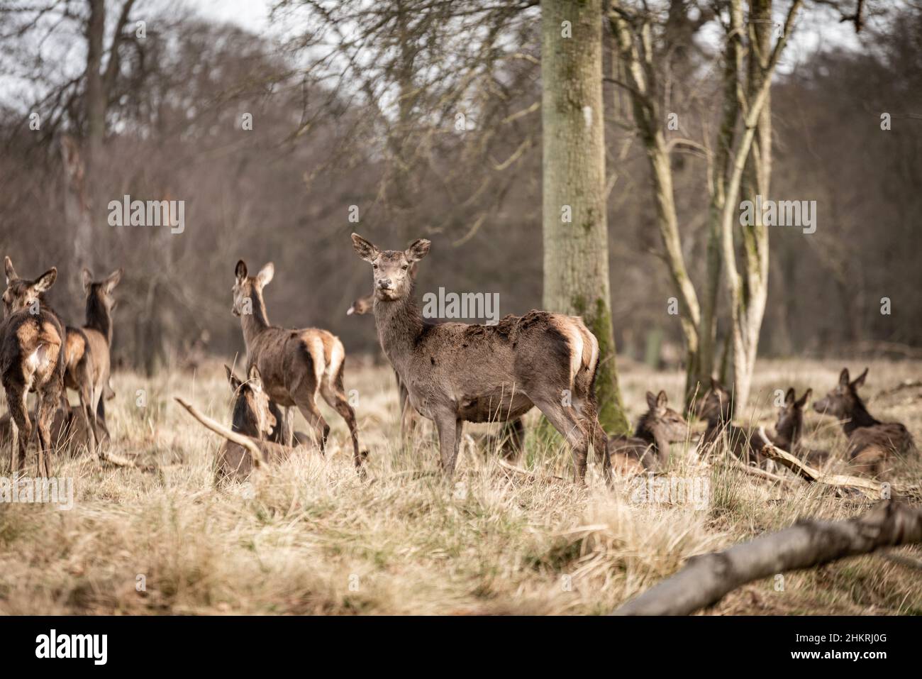 Luge à Cerfs - Luge De Chasse Au Cerf | Luge à Neige Morte Haute