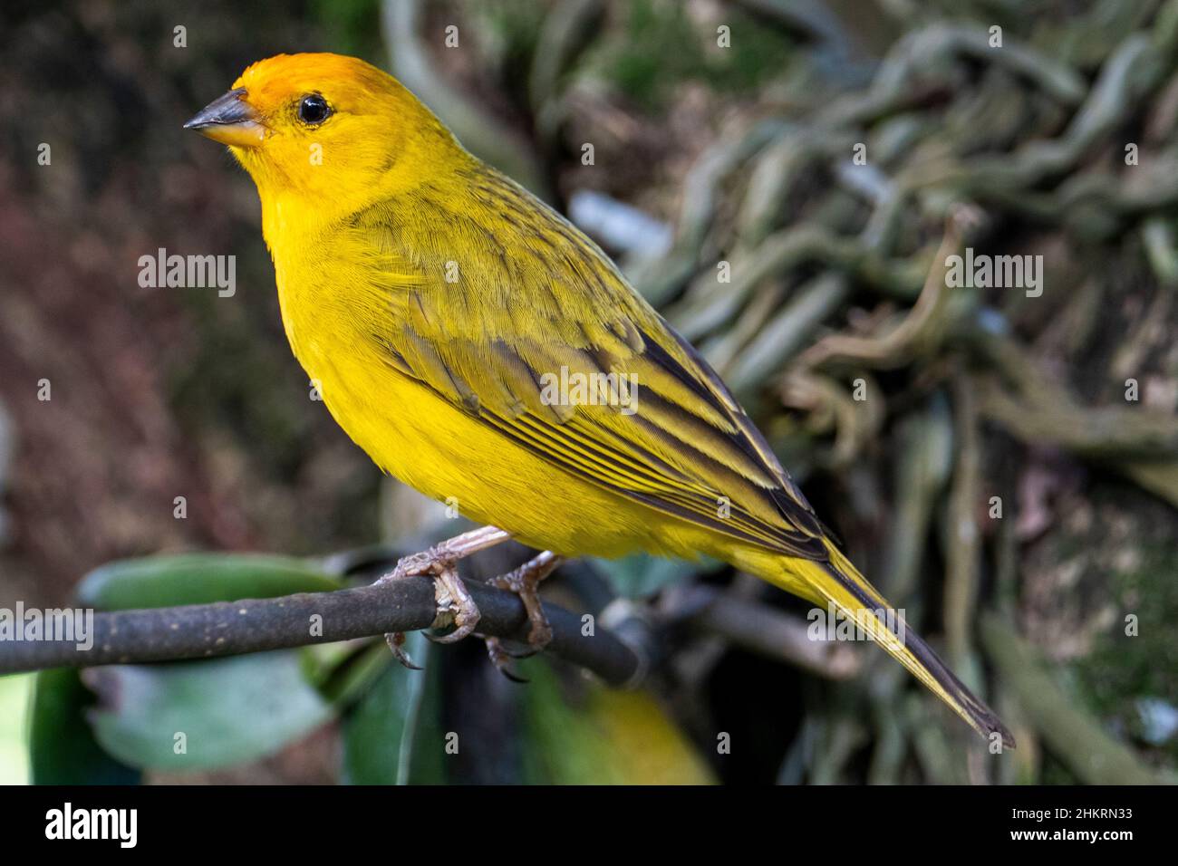 Canari atlantique, un petit oiseau sauvage brésilien. Le Crithagra flaviventris jaune canari est un petit oiseau de passereau de la famille finch. Banque D'Images