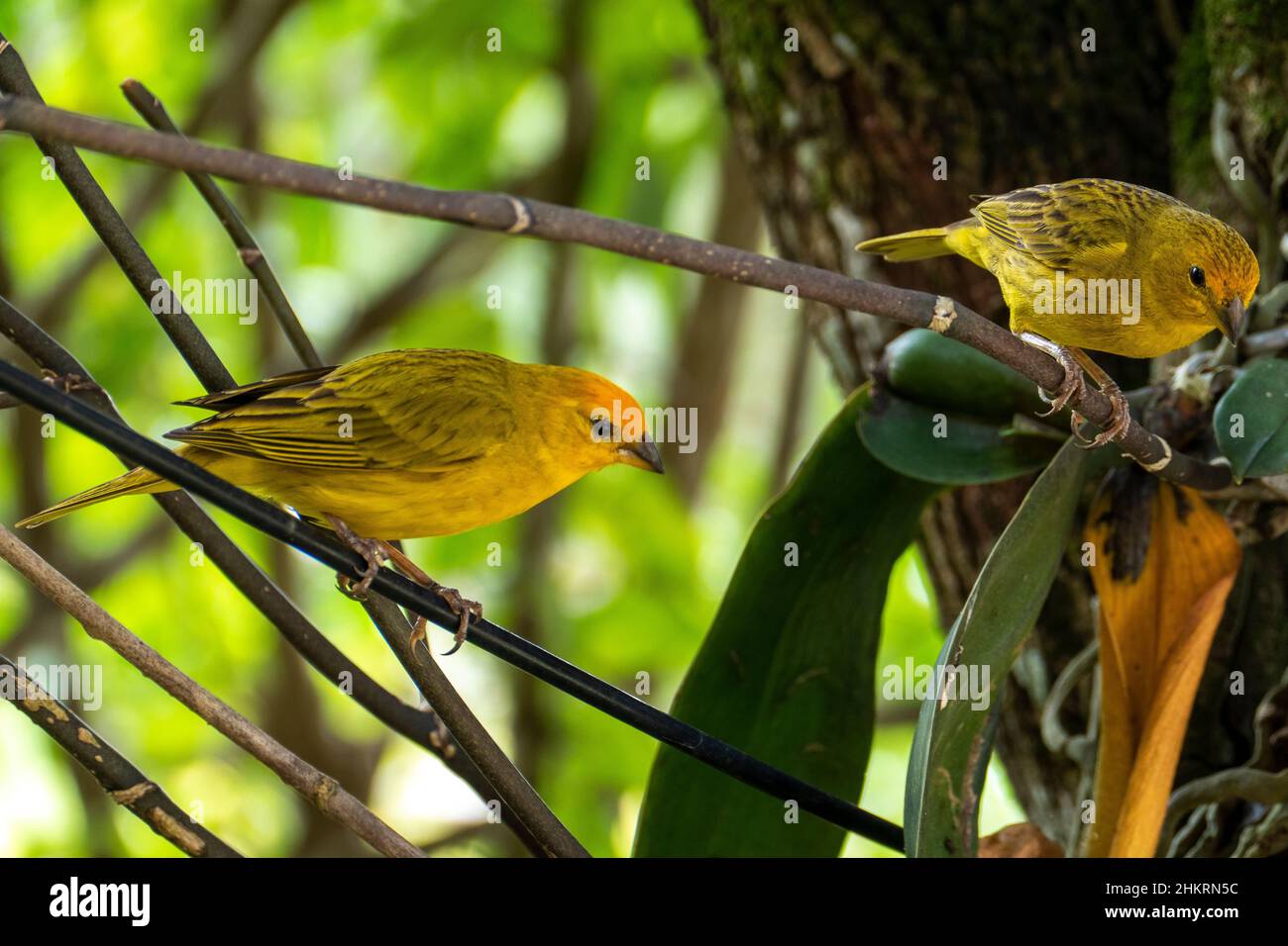 Canari atlantique, un petit oiseau sauvage brésilien. Le Crithagra flaviventris jaune canari est un petit oiseau de passereau de la famille finch. Banque D'Images