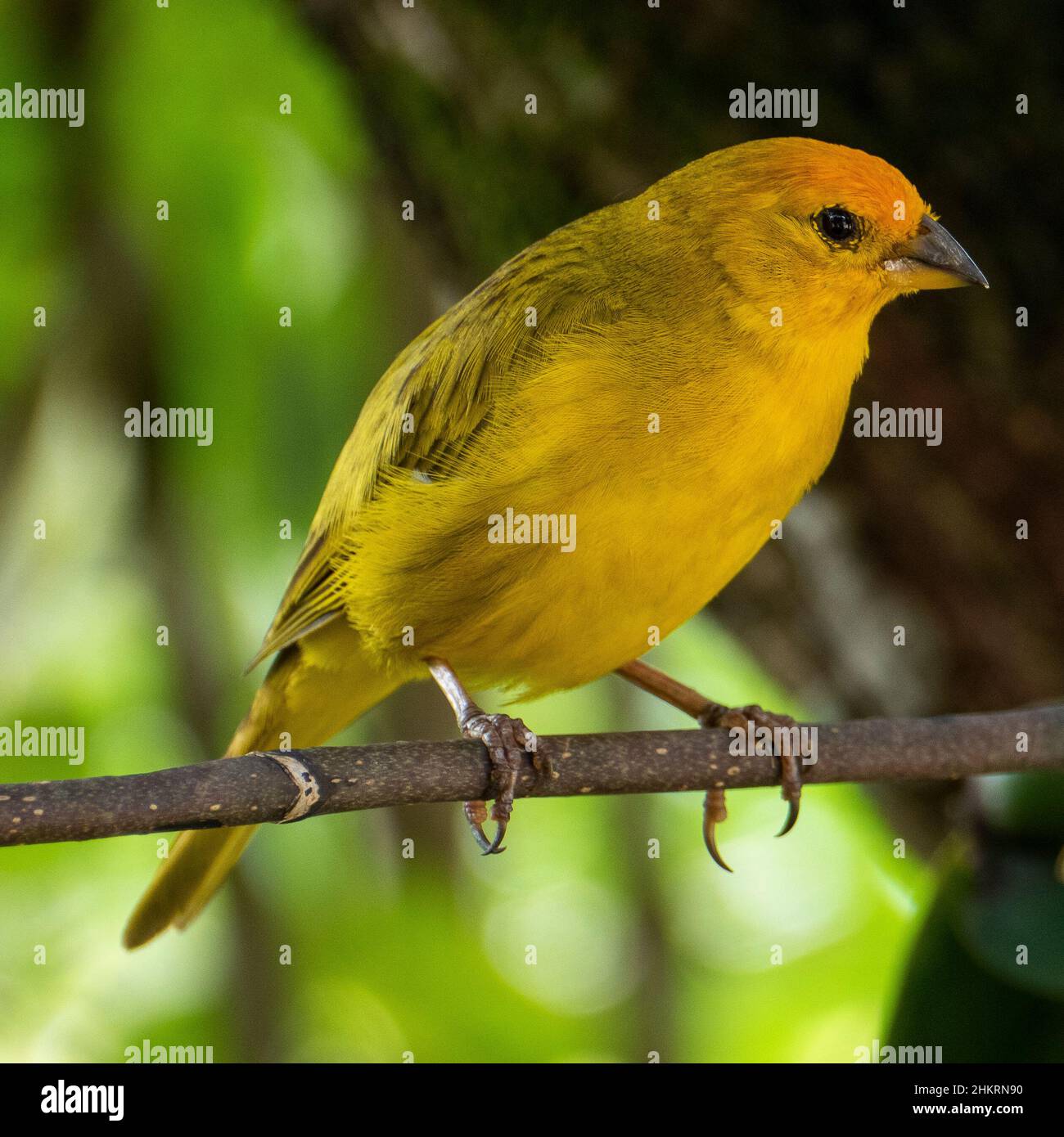 Canari atlantique, un petit oiseau sauvage brésilien. Le Crithagra flaviventris jaune canari est un petit oiseau de passereau de la famille finch. Banque D'Images