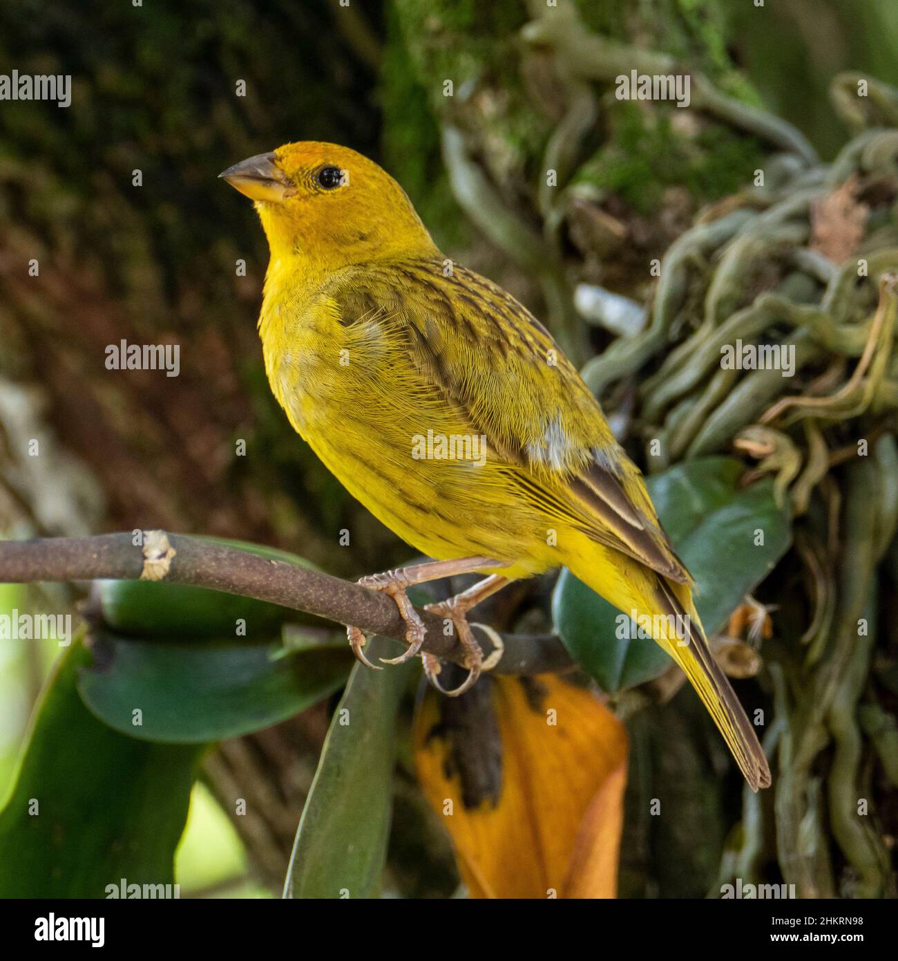 Canari atlantique, un petit oiseau sauvage brésilien. Le Crithagra flaviventris jaune canari est un petit oiseau de passereau de la famille finch. Banque D'Images