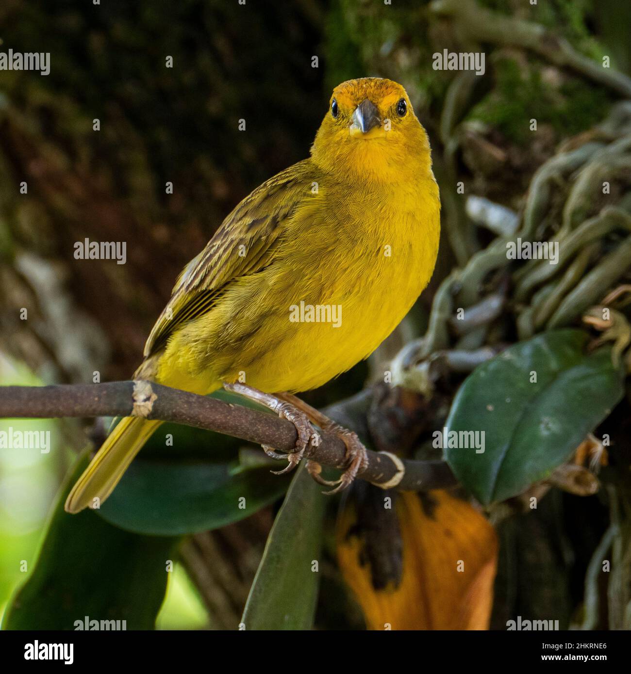 Canari atlantique, un petit oiseau sauvage brésilien. Le Crithagra flaviventris jaune canari est un petit oiseau de passereau de la famille finch. Banque D'Images