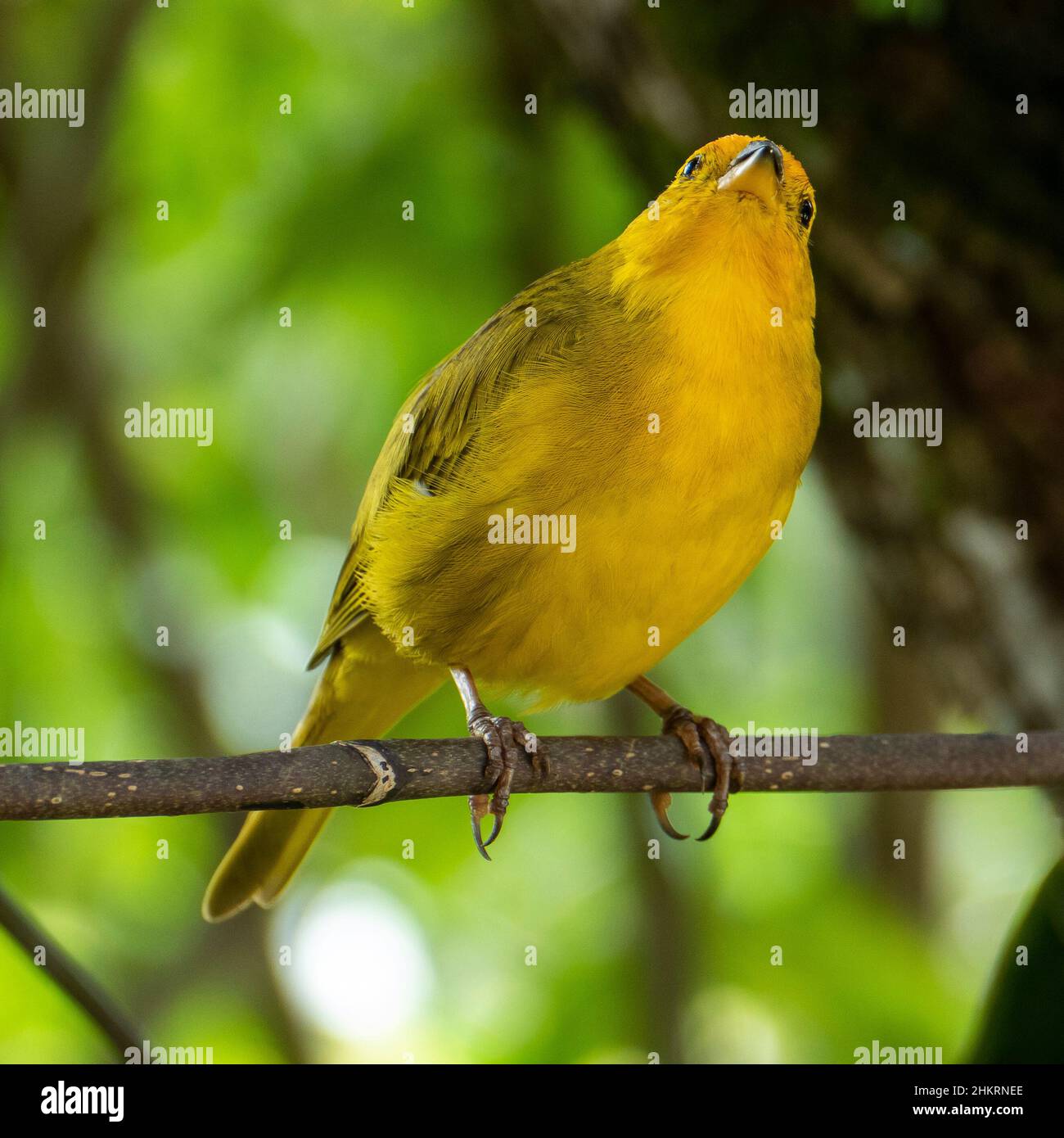 Canari atlantique, un petit oiseau sauvage brésilien. Le Crithagra flaviventris jaune canari est un petit oiseau de passereau de la famille finch. Banque D'Images
