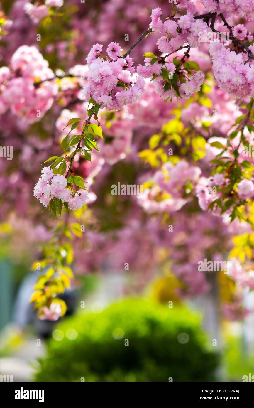 fleurs roses de sakura au printemps. romantique floral nature fond Banque D'Images