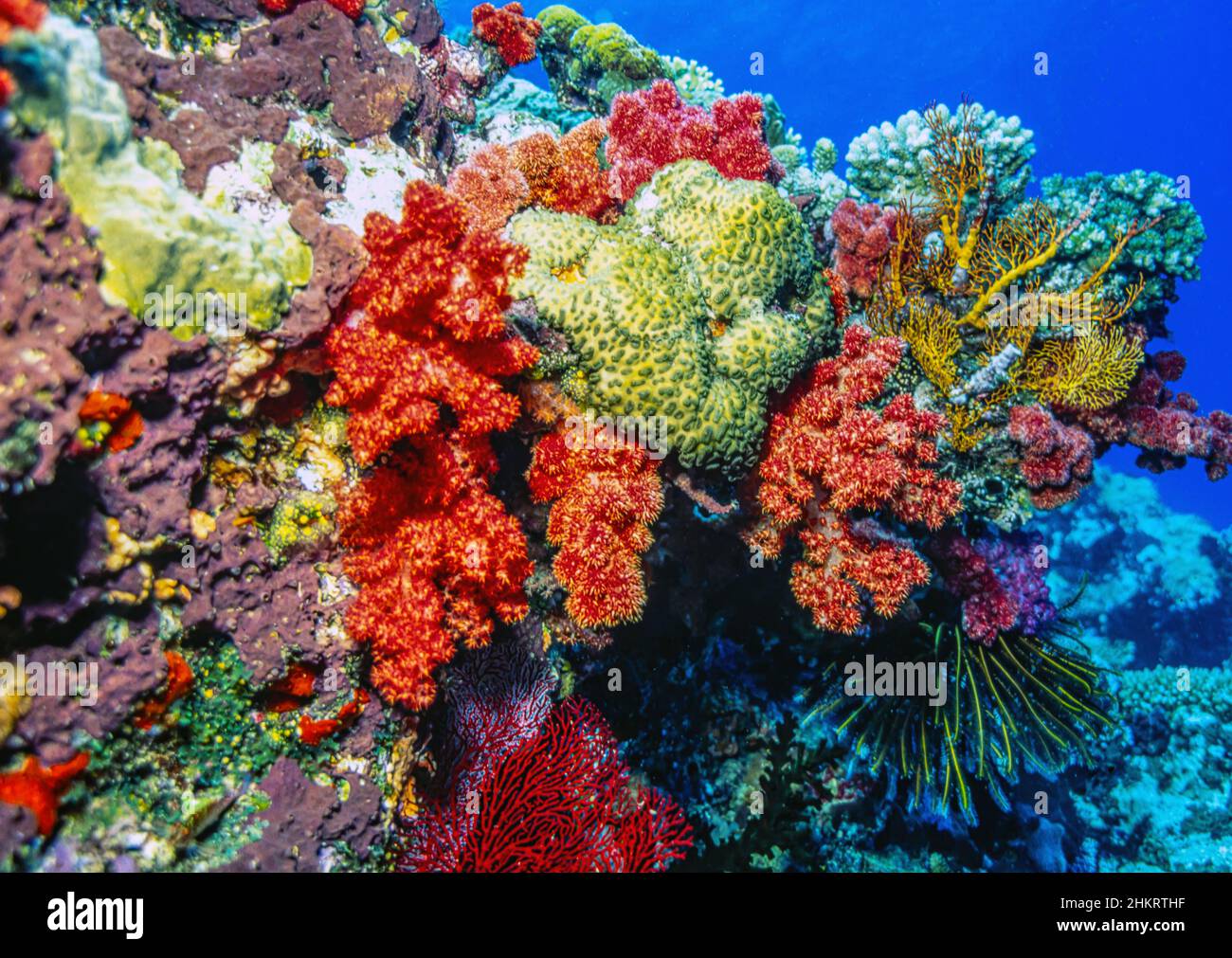 Corail doux aux couleurs vives au large des îles de Fidji Banque D'Images