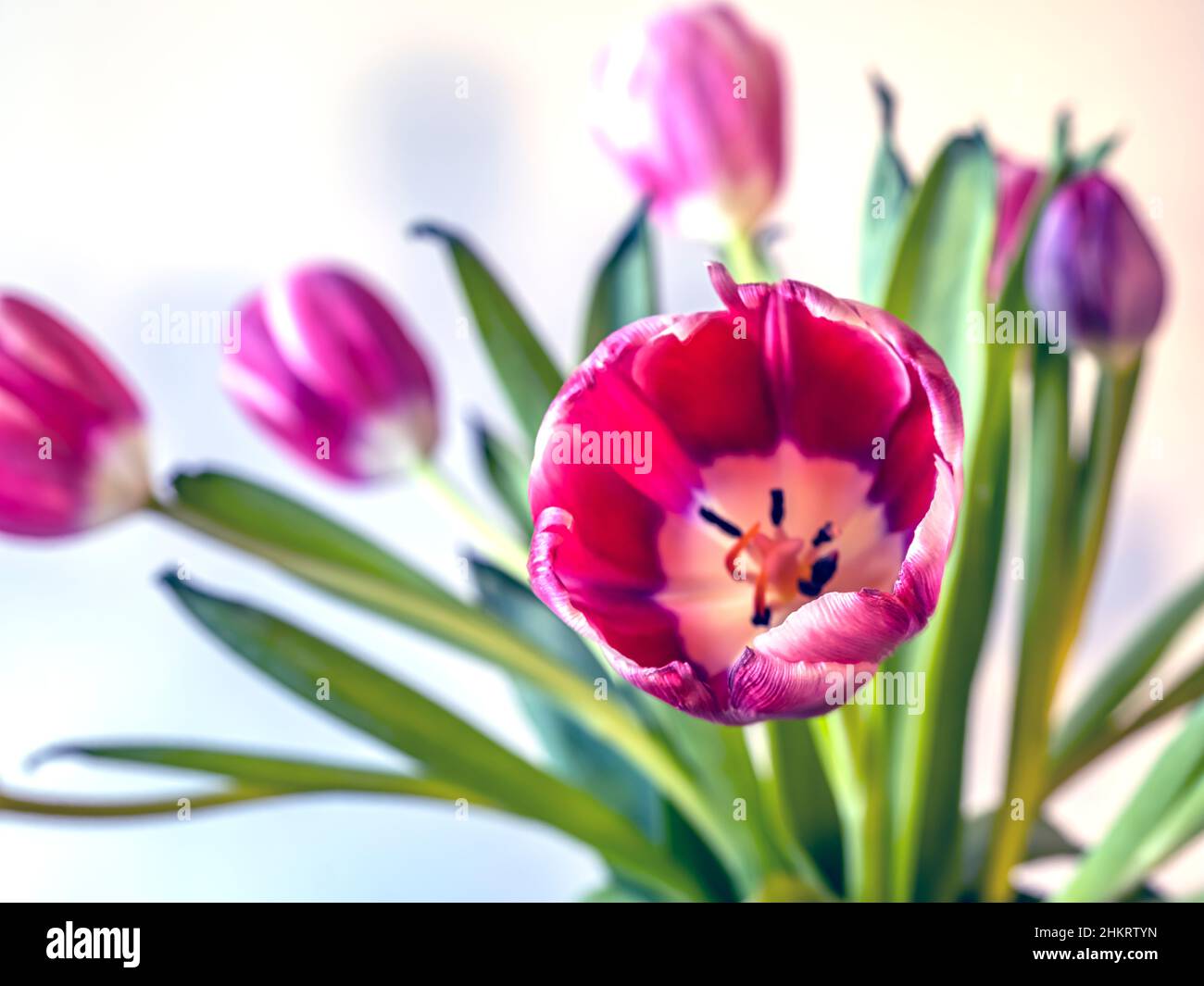 Tulipe rouge au printemps en arrangemnt sur fond blanc Banque D'Images