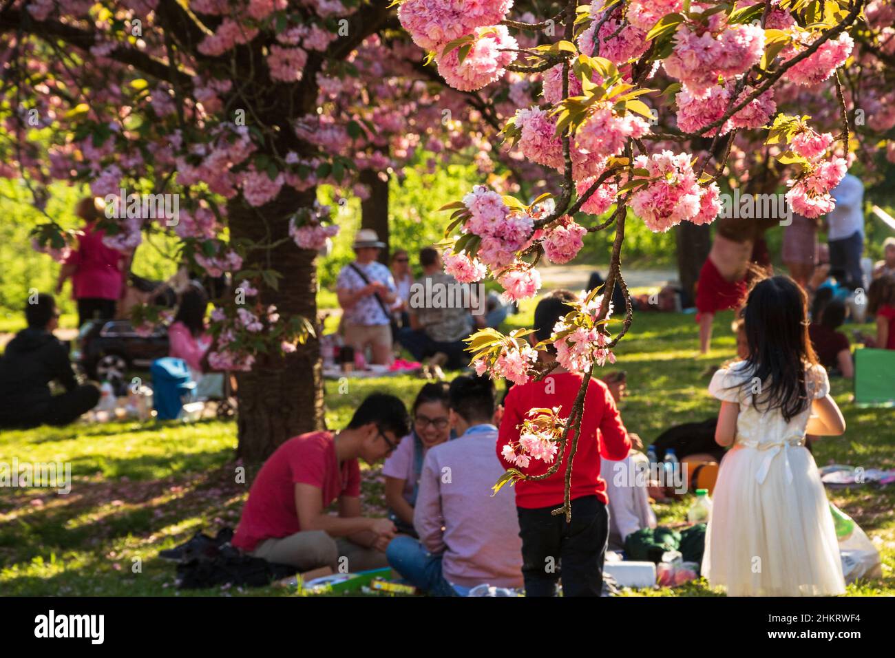 SCEAUX, FRANCE - 20 AVRIL 2019 : célébration Hanami en cerisier dans le parc des Sceaux, près de Paris, France. Traditions asiatiques Banque D'Images