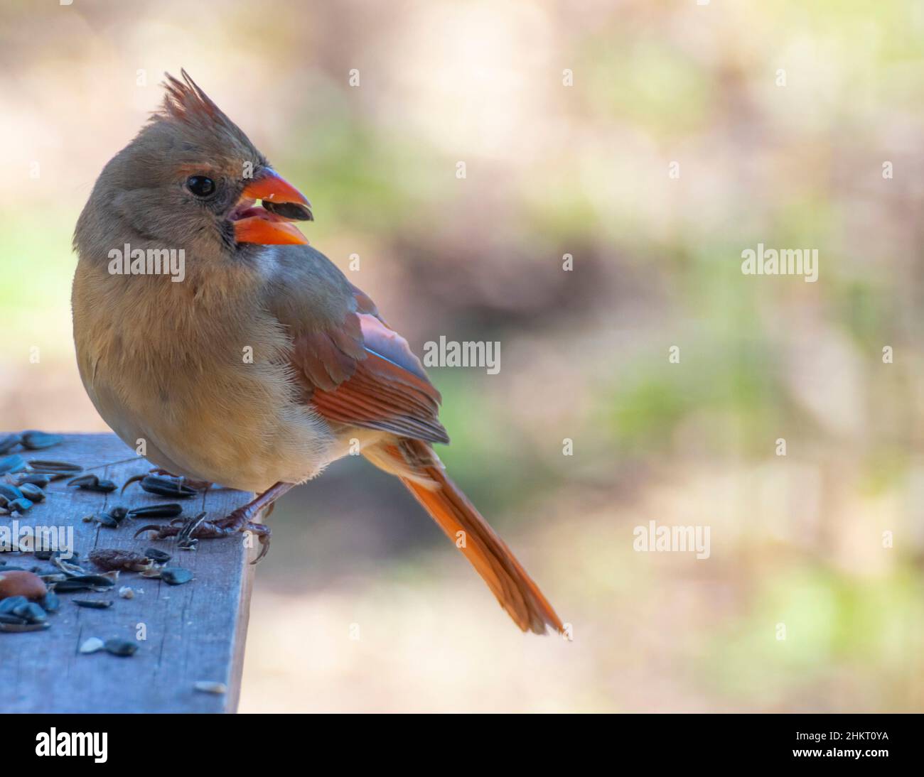Femelle Cardinal perchée sur une table mangeant de la nourriture pour oiseaux. Banque D'Images