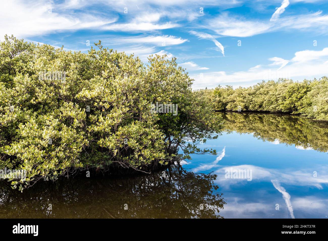 Des mangroves rouges et noires bordent un canal de miroir calme comme l'eau reflétant les nuages blancs et le ciel bleu vif au-dessus. Banque D'Images