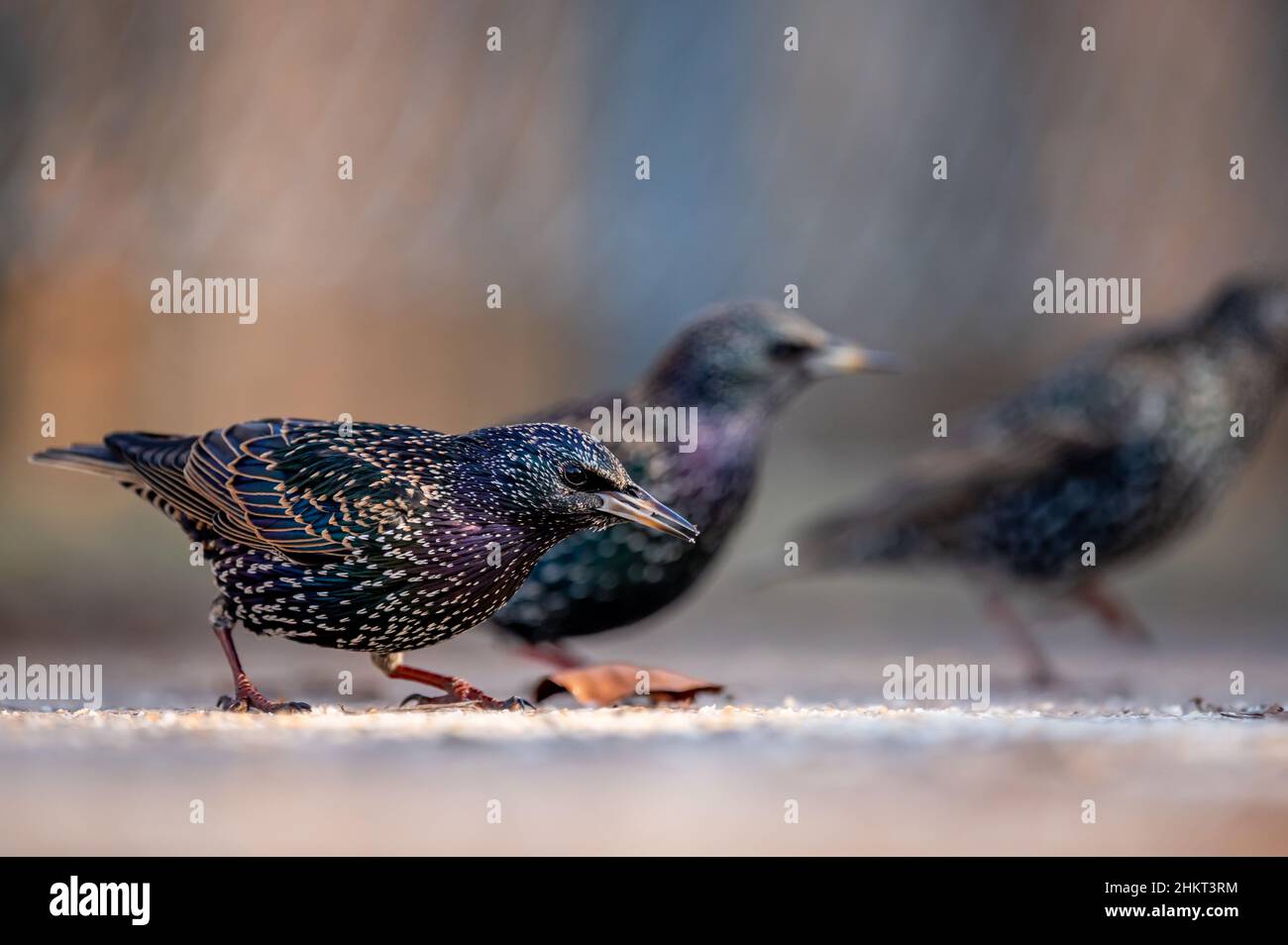 L'étoile commune.Étriété de l'Europe.Sturnus vulgaris sur terre.Lausanne, Suisse.La beauté dans la nature. Banque D'Images