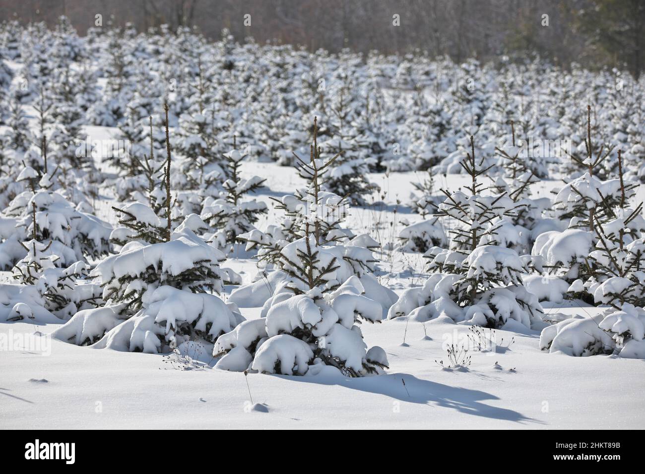 Un champ rempli de jeunes arbres à feuilles persistantes plantés couverts de neige Banque D'Images