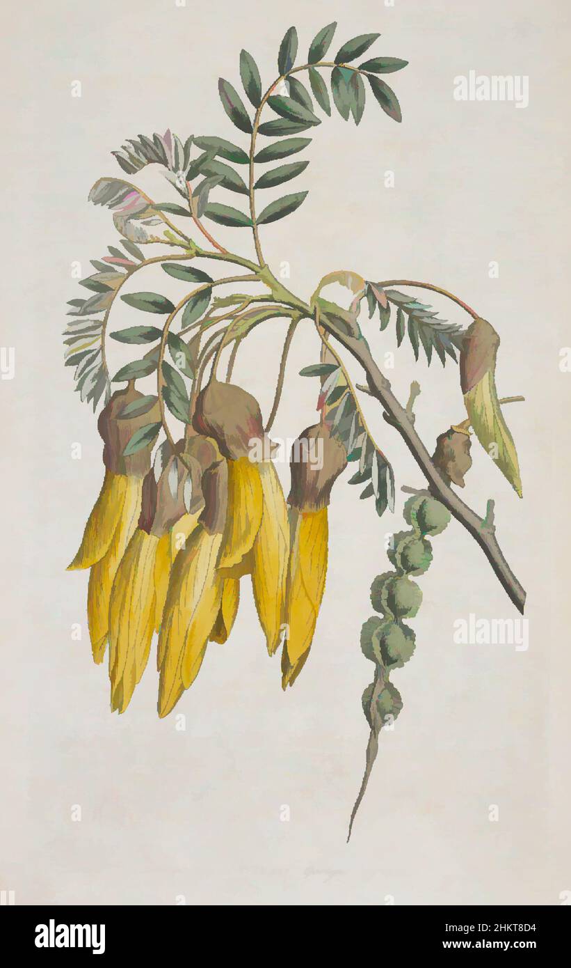 Art inspiré par Sophora tetraptera, Sydenham Edwards, 1791, Angleterre, gravure, Œuvres classiques modernisées par Artotop avec une touche de modernité. Formes, couleur et valeur, impact visuel accrocheur sur l'art émotions par la liberté d'œuvres d'art d'une manière contemporaine. Un message intemporel qui cherche une nouvelle direction créative. Artistes qui se tournent vers le support numérique et créent le NFT Artotop Banque D'Images