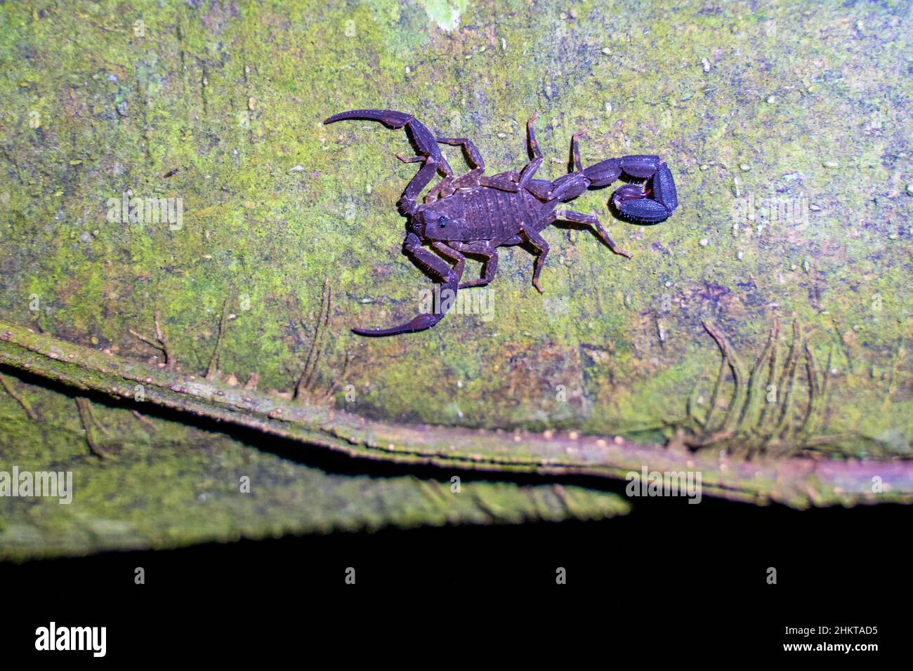 forêt tropicale de scorpion Amazone, Pérou Banque D'Images