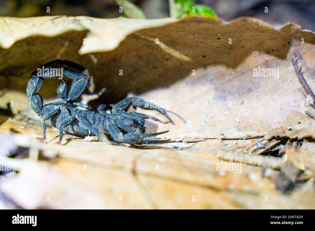 scorpion caché sous une feuille, forêt amazonienne, Pérou Banque D'Images