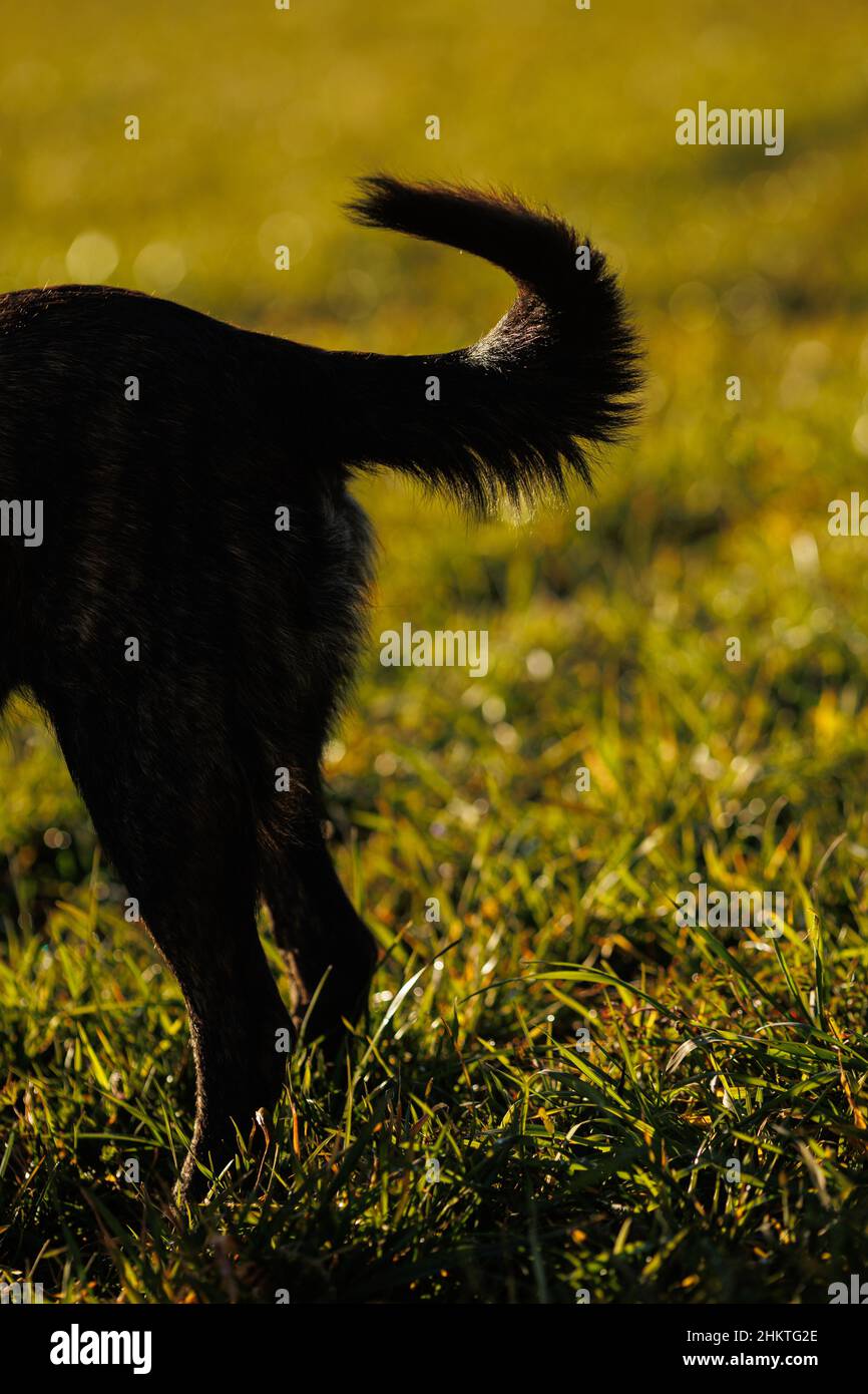 Chien noir dans Silhouette dans le champ Banque D'Images