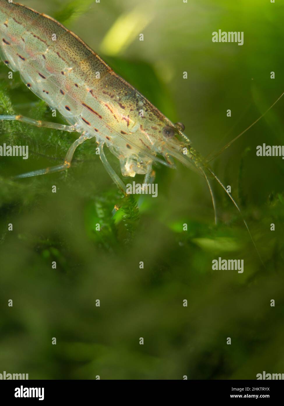 Crevettes Yamato sur mousse de Java Banque D'Images