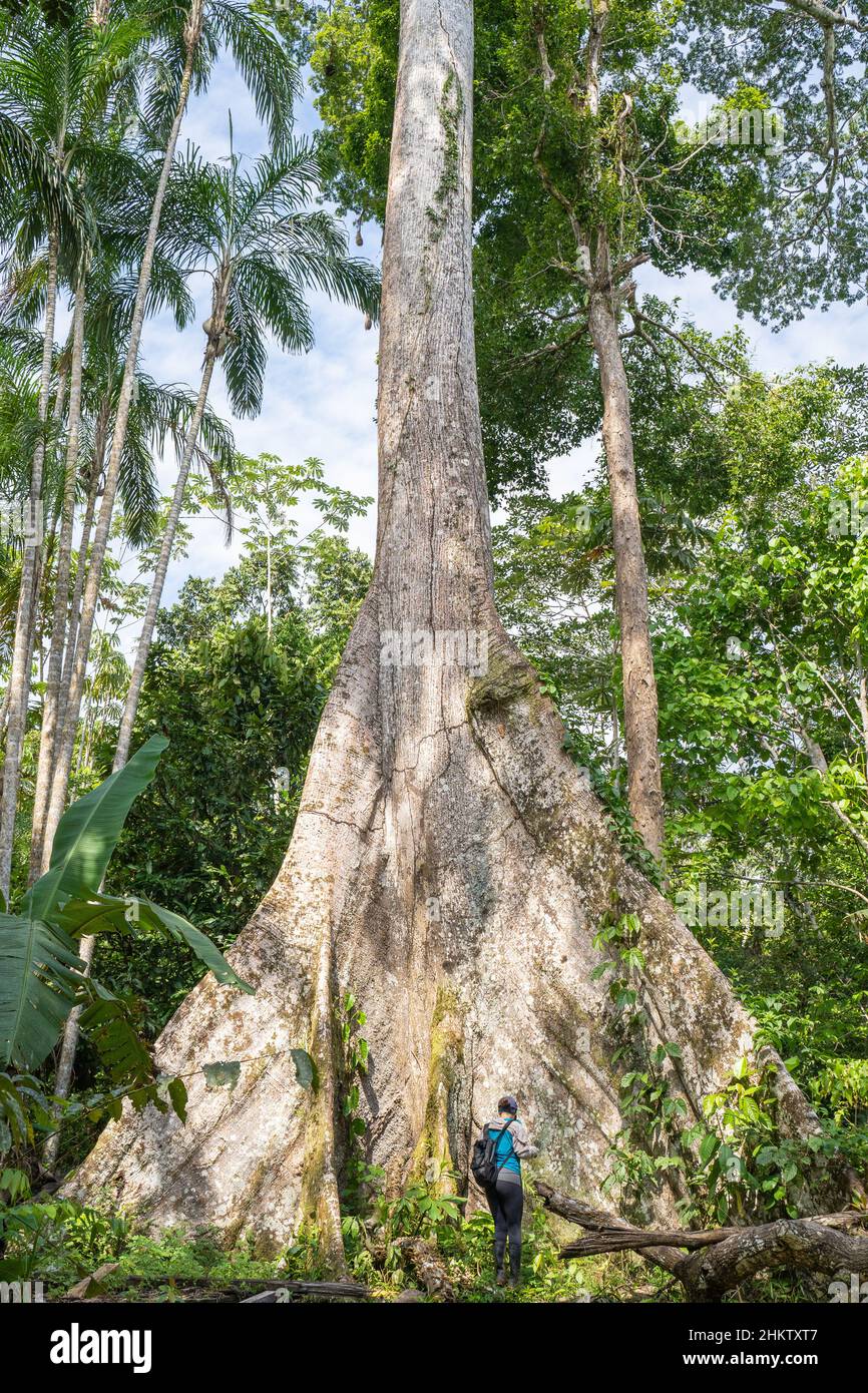 Un ceiba, arbre géant de la forêt amazonienne, près du village de Puerto Nariño, Amazonie, Colombie Banque D'Images