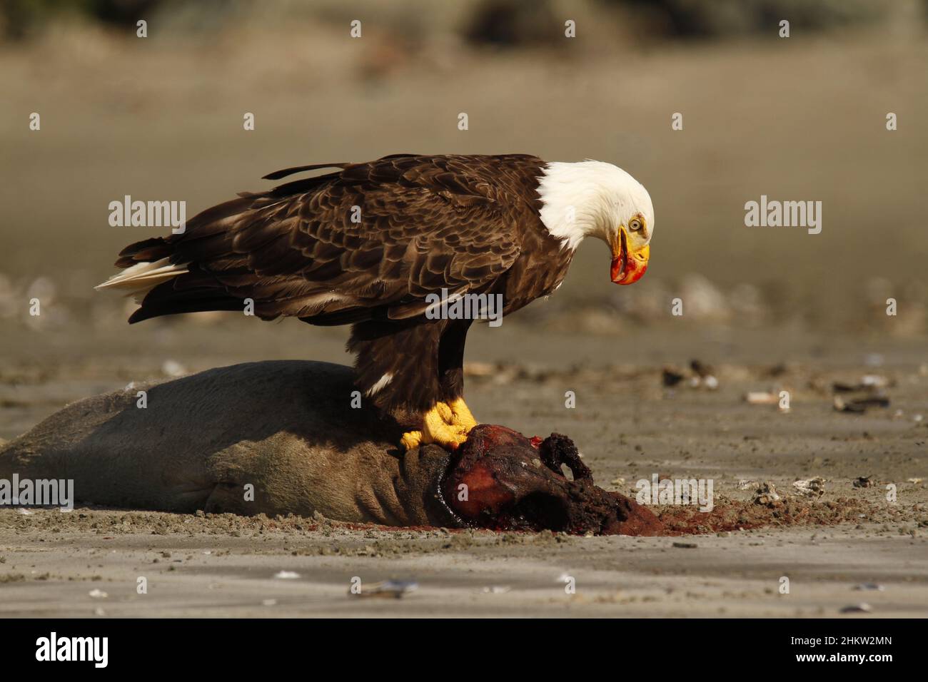 Un aigle à tête blanche (Haliaeetus leucocephalus) mangeant les restes  sanglants d'un phoque conché sur la plage de Chesterman à Tofino, C.-B.,  Canada.Il a du sang sur son bea Photo Stock -