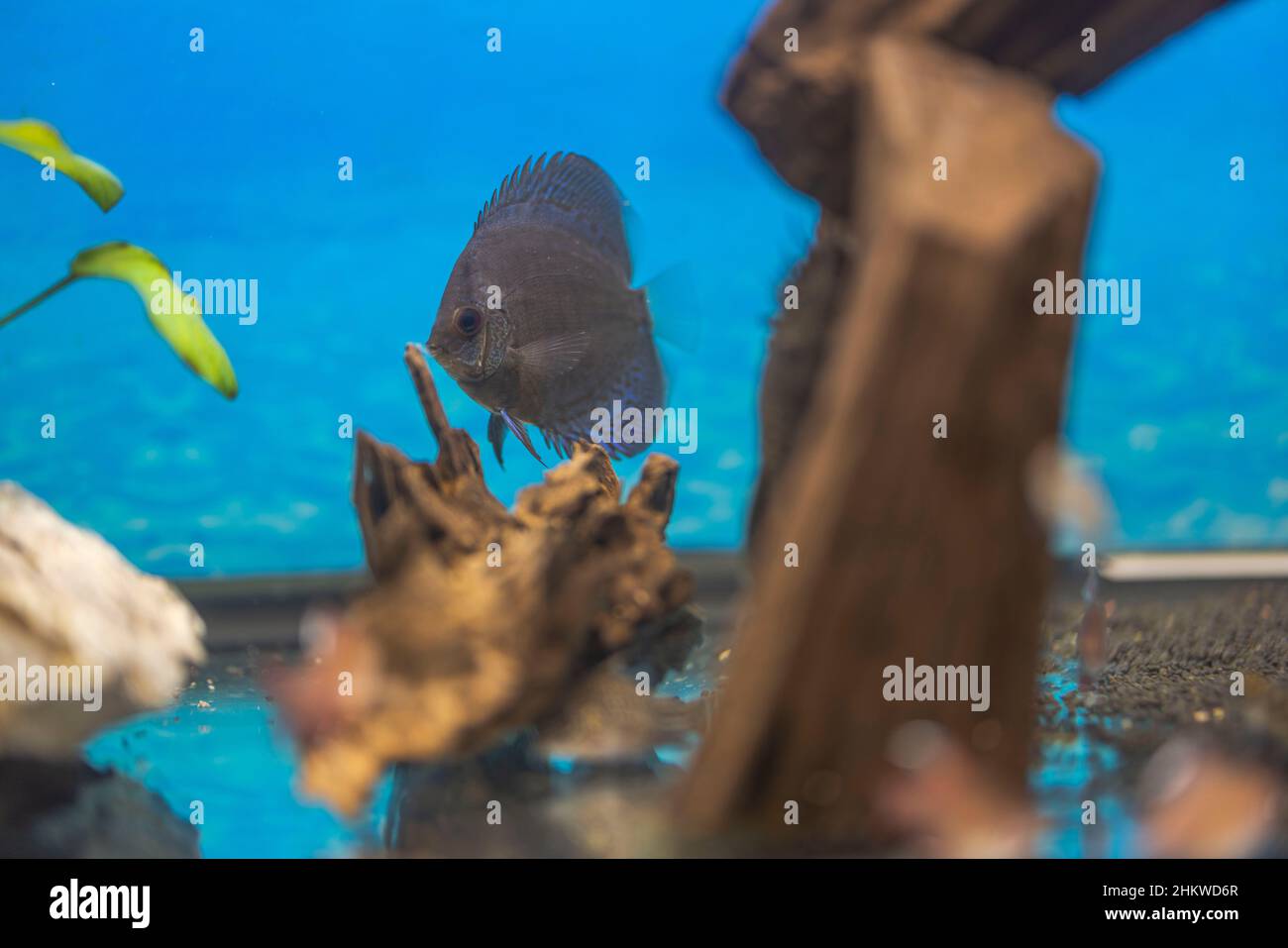 Belle vue sur le bleu peau de serpent discus poisson cichlid natation dans l'aquarium. Poissons tropicaux. Concept de passe-temps. Suède. Banque D'Images