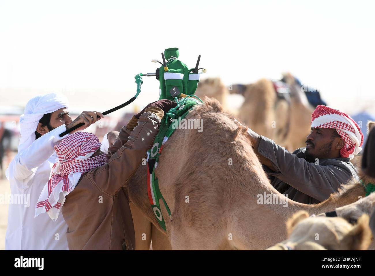 Gouvernorat d'Ahmadi, Koweït.5th févr. 2022.Les gens fixent un robot jockey sur le dos d'une course de chameau dans le Championnat International de course de Camel 20th dans le gouvernorat d'Ahmadi, Koweït, 5 février 2022.Credit: Ghazy Qaffaf/Xinhua/Alamy Live News Banque D'Images