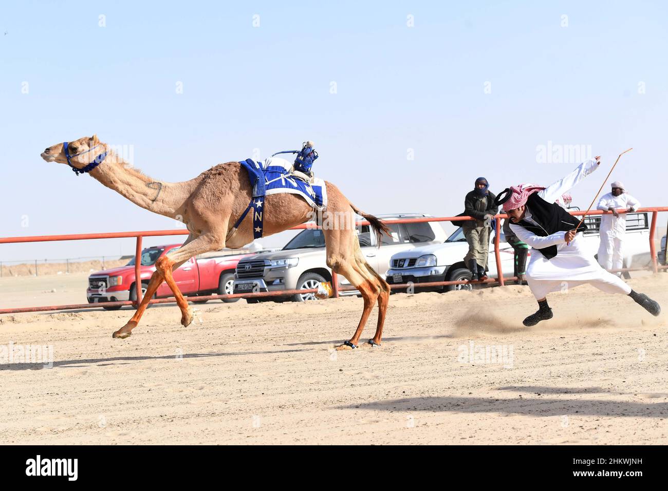 Gouvernorat d'Ahmadi, Koweït.5th févr. 2022.Un chameau rivalise avec un robot jockey sur son dos dans le Championnat International de course de chameaux 20th dans le gouvernorat d'Ahmadi, Koweït, 5 février 2022.Credit: Ghazy Qaffaf/Xinhua/Alamy Live News Banque D'Images