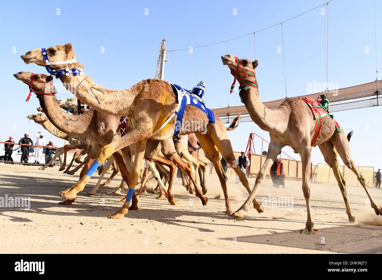 Gouvernorat d'Ahmadi, Koweït.5th févr. 2022.Les chameaux participent au Championnat international de course de chameaux 20th dans le gouvernorat d'Ahmadi, au Koweït, le 5 février 2022.Credit: Ghazy Qaffaf/Xinhua/Alamy Live News Banque D'Images