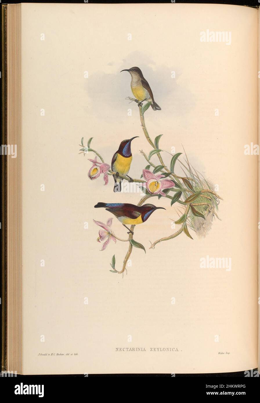 Oiseaux d'Asie - par John Gould (planche 24) (7609263052) Banque D'Images