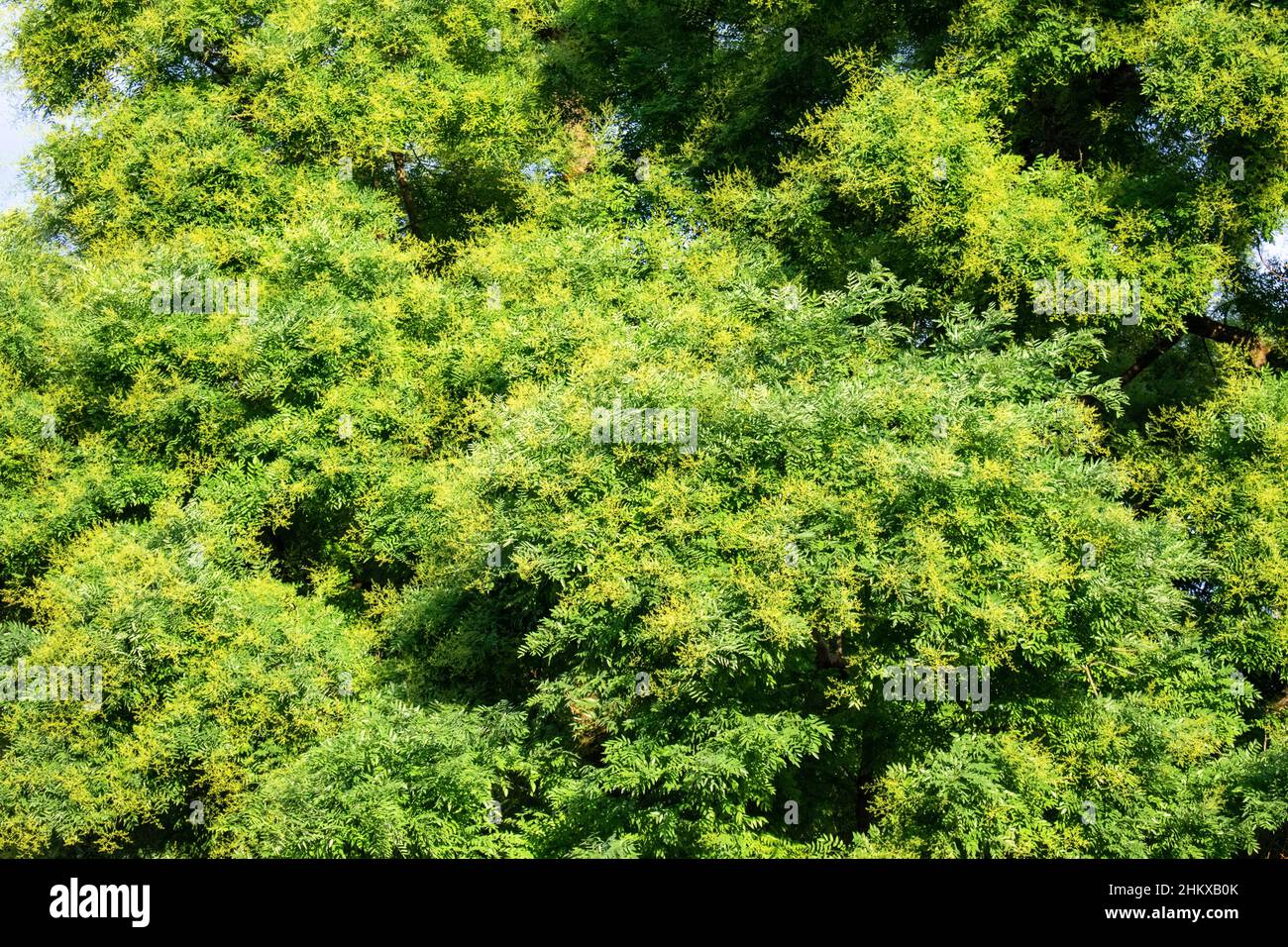 Feuillage vert majestueux de la Sophora Japonica en été, Feltre, Belluno, Italie Banque D'Images