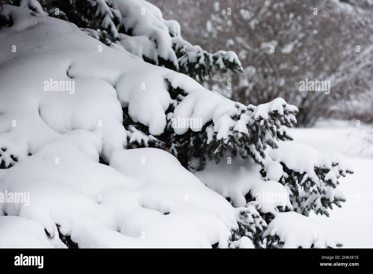 Branches d'épinette couvertes de neige dans le parc enneigé Banque D'Images