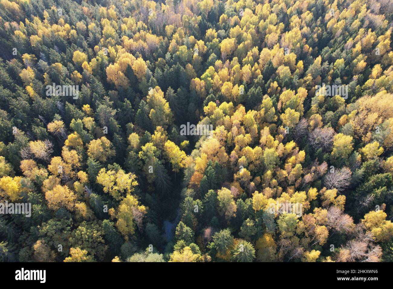 Arrière-plan de l'automne couleur jaune arbre de forêt vue aérienne de drone Banque D'Images