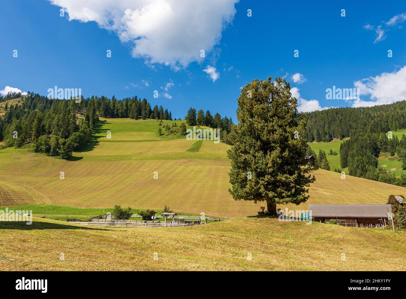 Prairies verdoyantes et bois de pins, vallée de Braies ou Prags, municipalité de Prags, parc naturel de Fanes-Senes-Braies, Dolomites, province de Bolzano, Italie. Banque D'Images