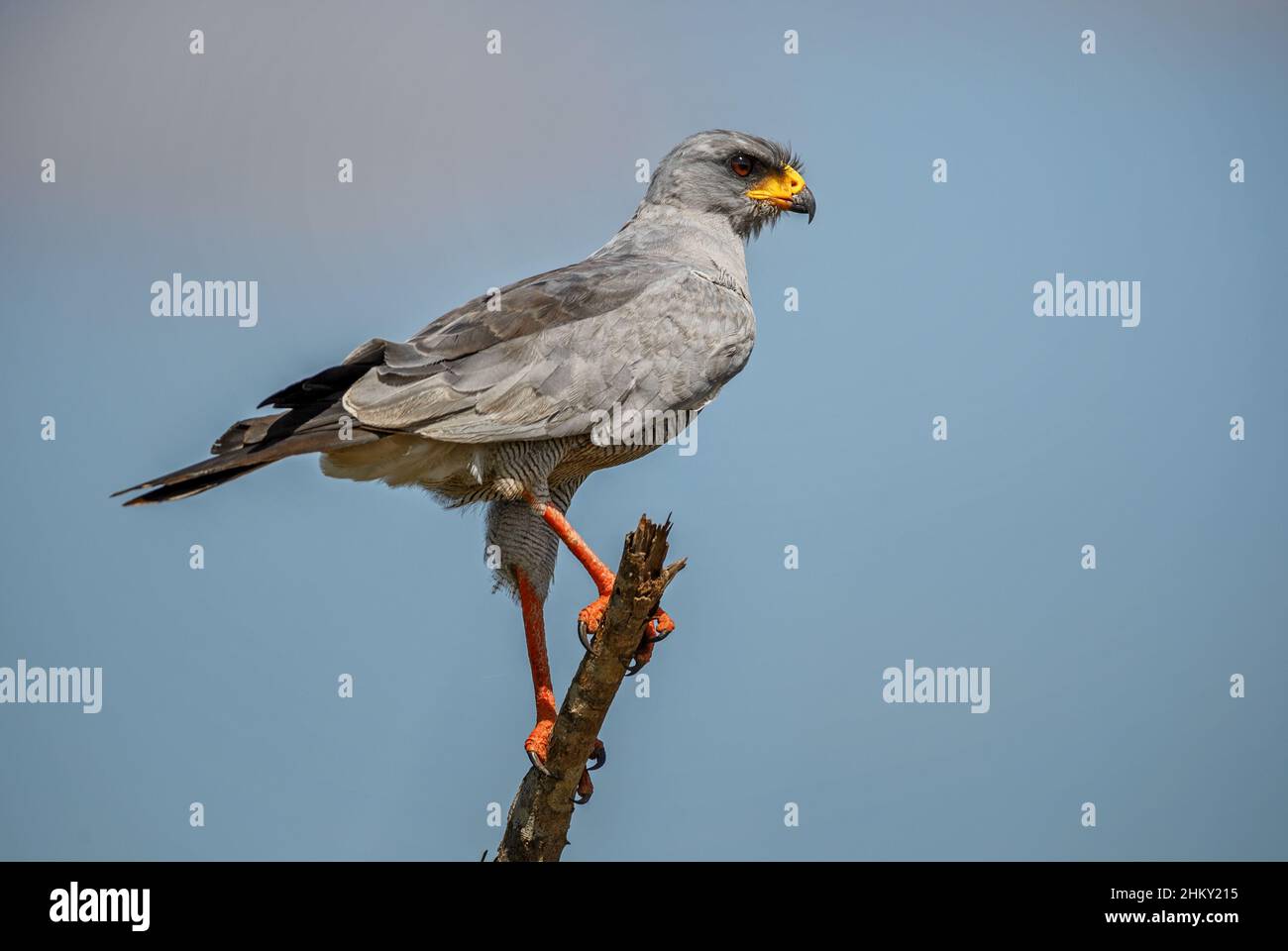 Palompe de chant de l'est - Melierax poliopterus, bel oiseau de proie de buissons et savanes africains, Tsavo West, Kenya. Banque D'Images