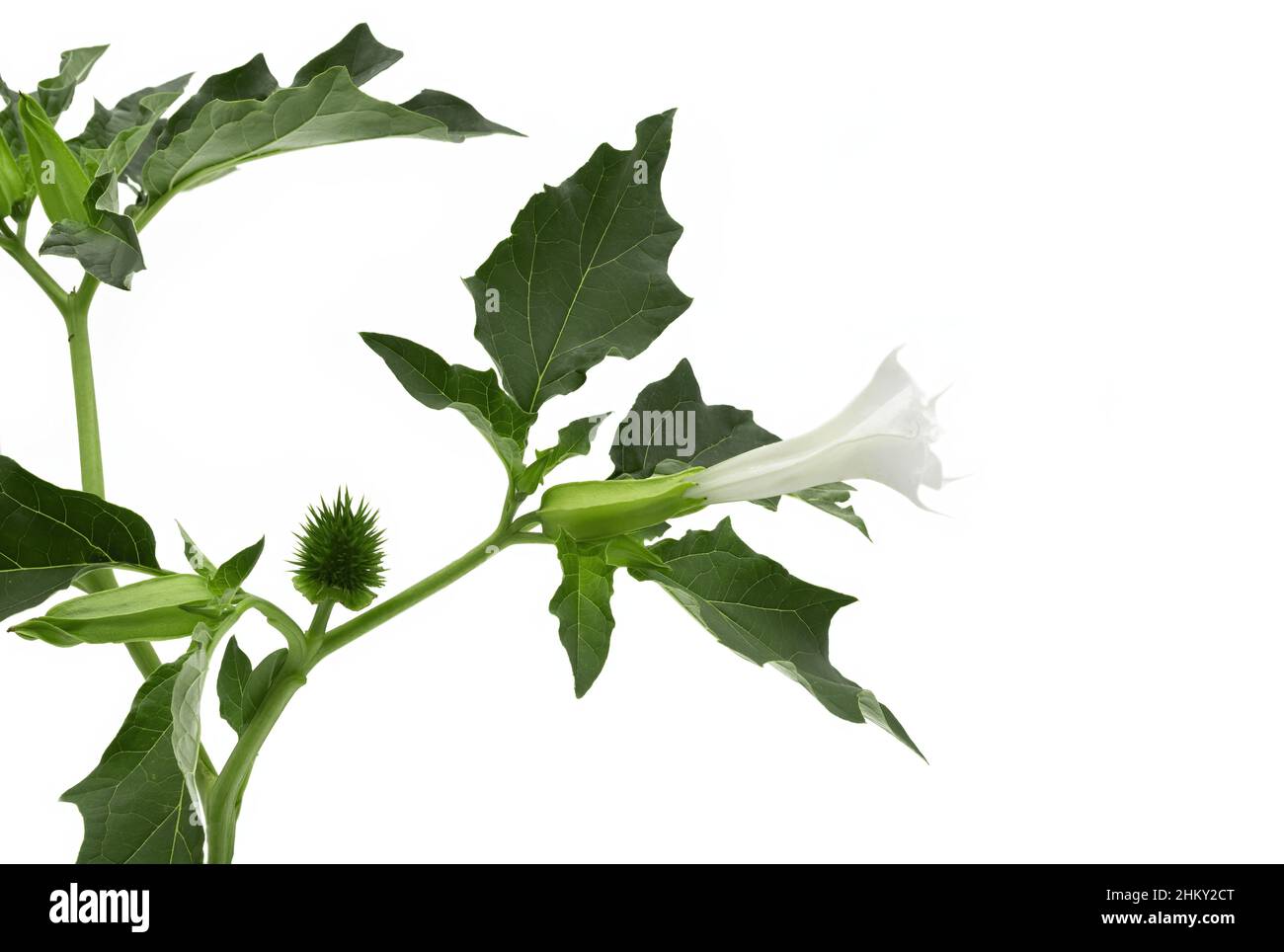 Datura stramonium, anges trompette fleurs et délicat vert feuilles sur fond blanc, burundanga, scopolamine Banque D'Images