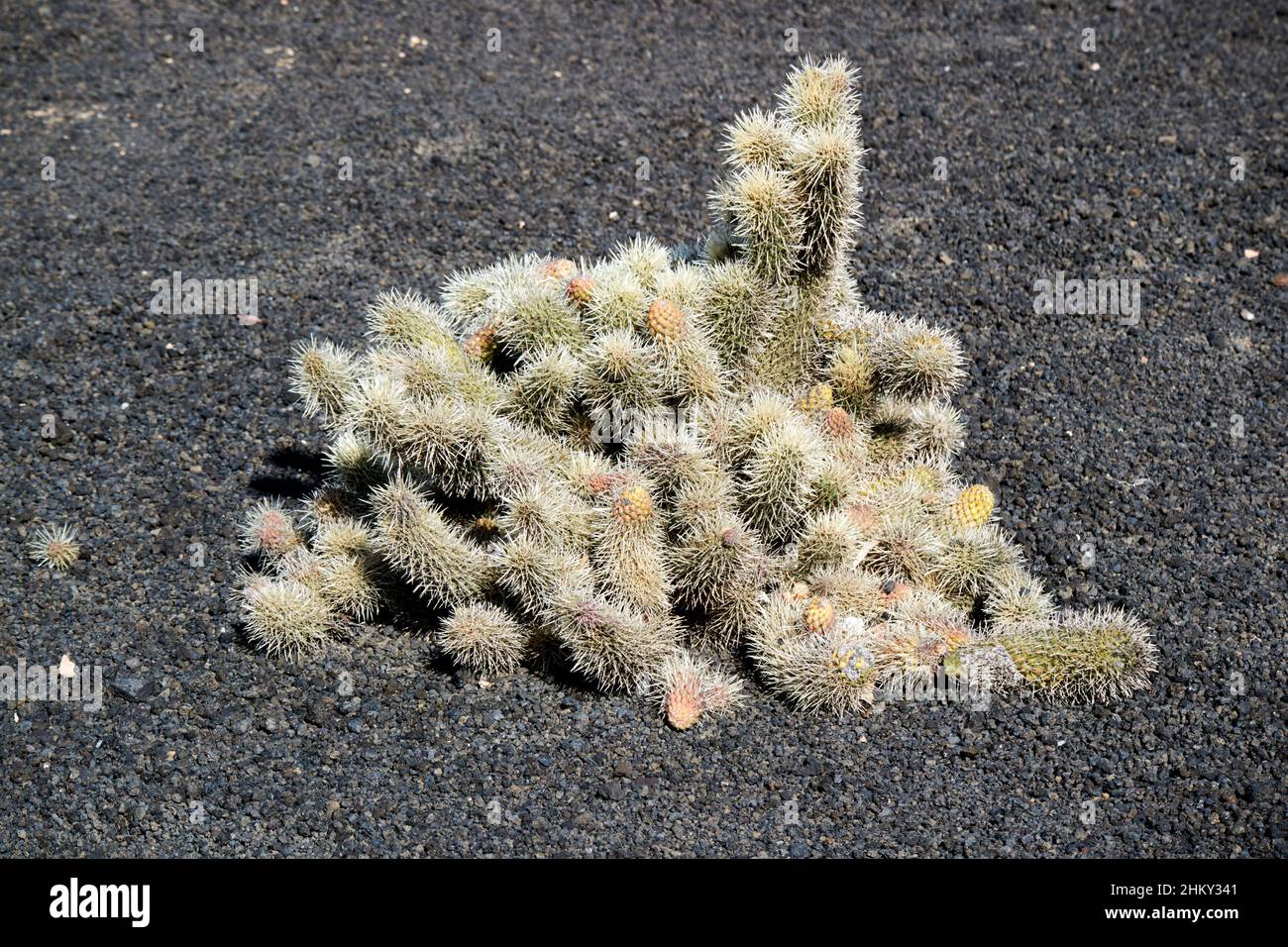 Plante poussant dans un jardin de cactus en pierres volcaniques à Lanzarote îles Canaries Espagne Banque D'Images