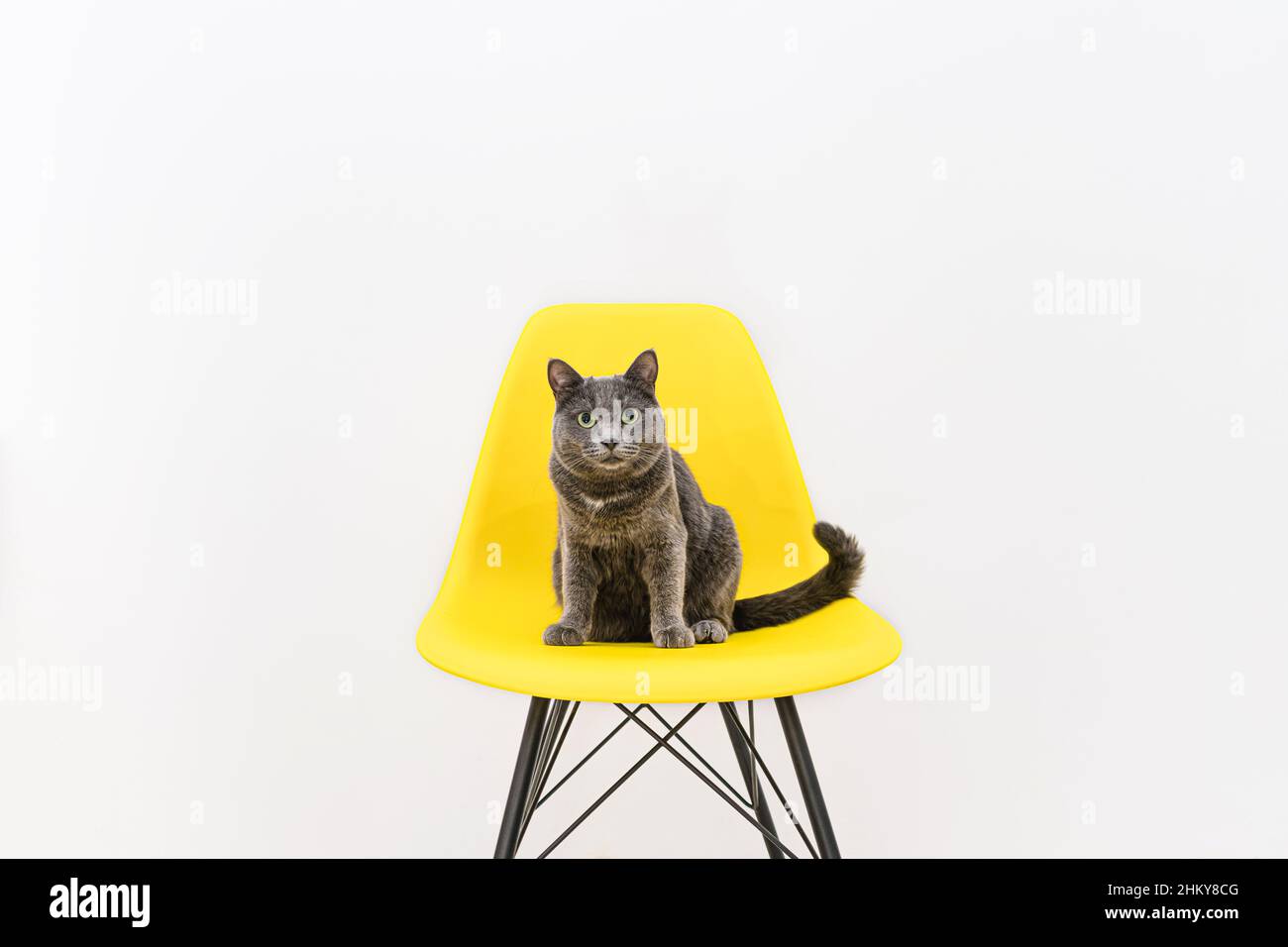 Drôle de chat à la maison gris avec les grands yeux verts est assis sur une chaise jaune à l'intérieur. Banque D'Images