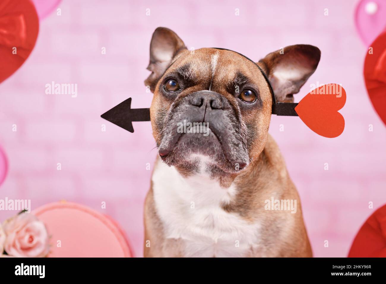 Chien Bulldog français avec serre-tête flèche amour Saint-Valentin sur fond rose Banque D'Images
