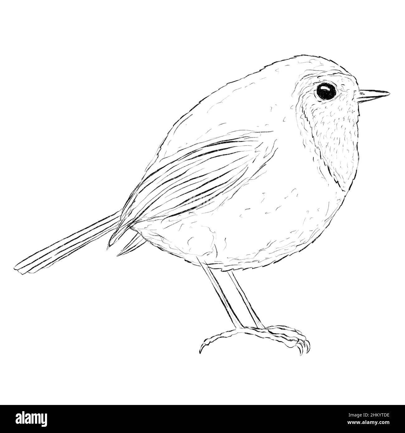 Logo Robin Bird Line Art dessiné au crayon sur fond blanc Banque D'Images