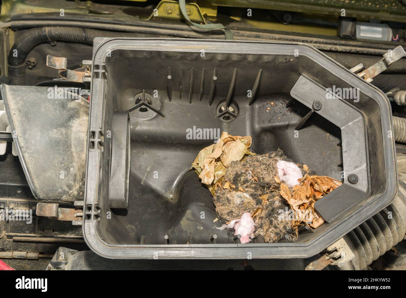 Nid de souris de cerf trouvé dans le filtre à air d'une voiture Photo Stock  - Alamy