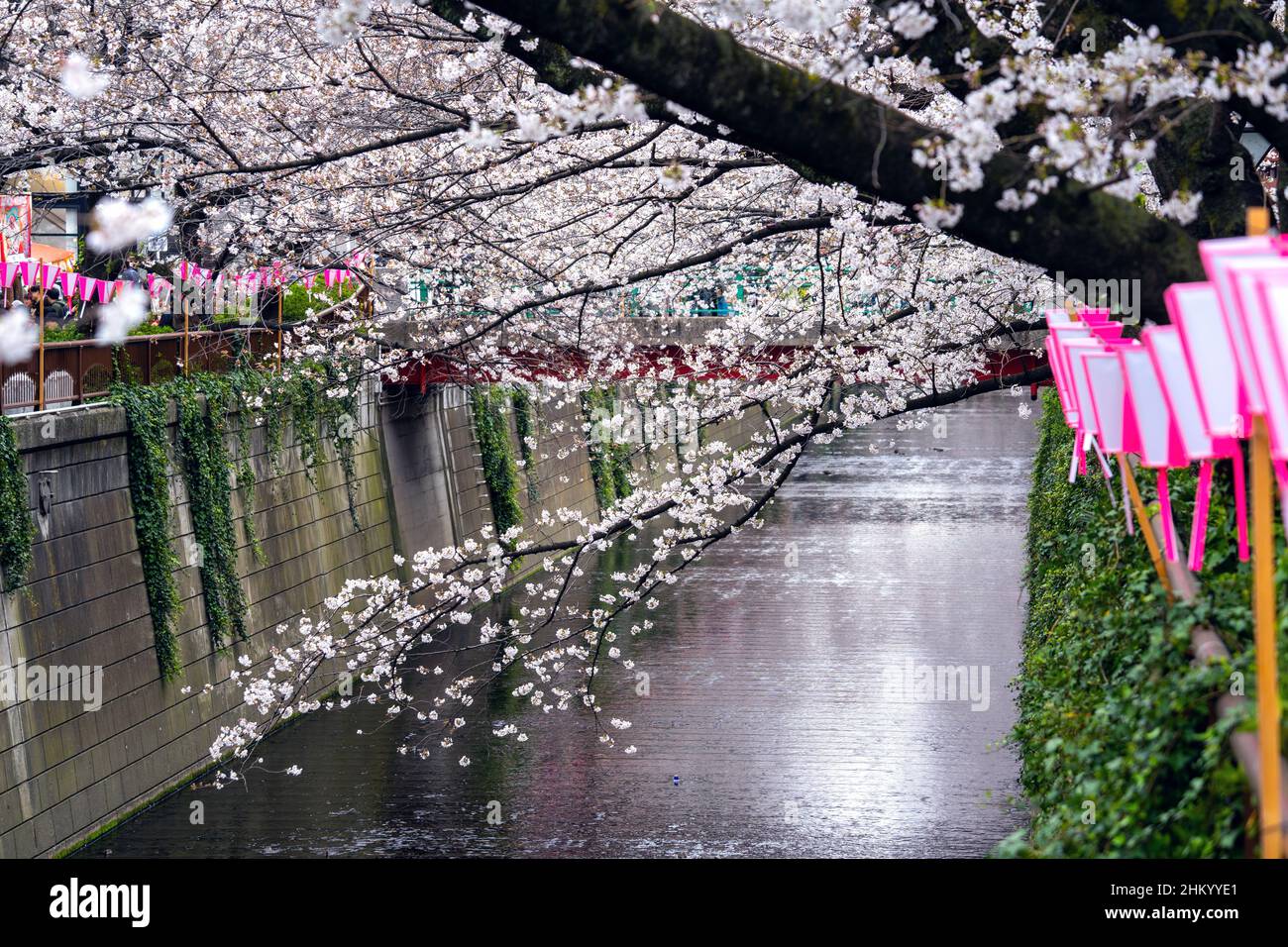 Des cerisiers en fleurs longent la rivière Meguro à Tokyo, au Japon Banque D'Images