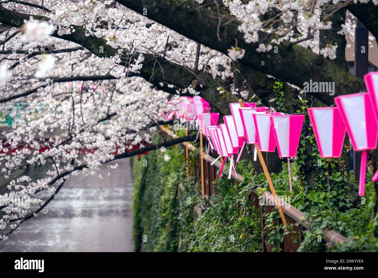 Des cerisiers en fleurs longent la rivière Meguro à Tokyo, au Japon Banque D'Images