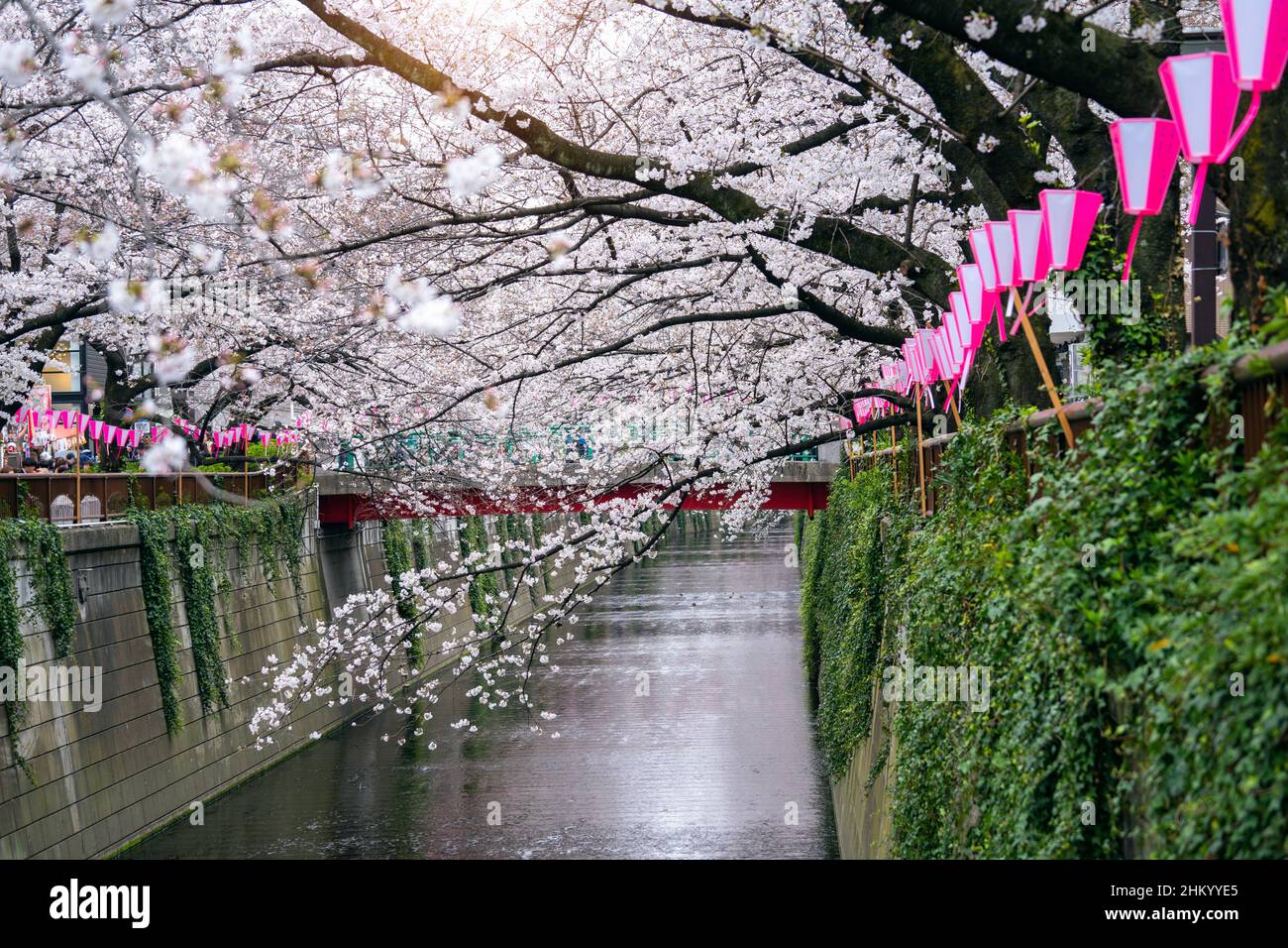 Des cerisiers en fleurs longent la rivière Meguro à Tokyo, au Japon Banque D'Images