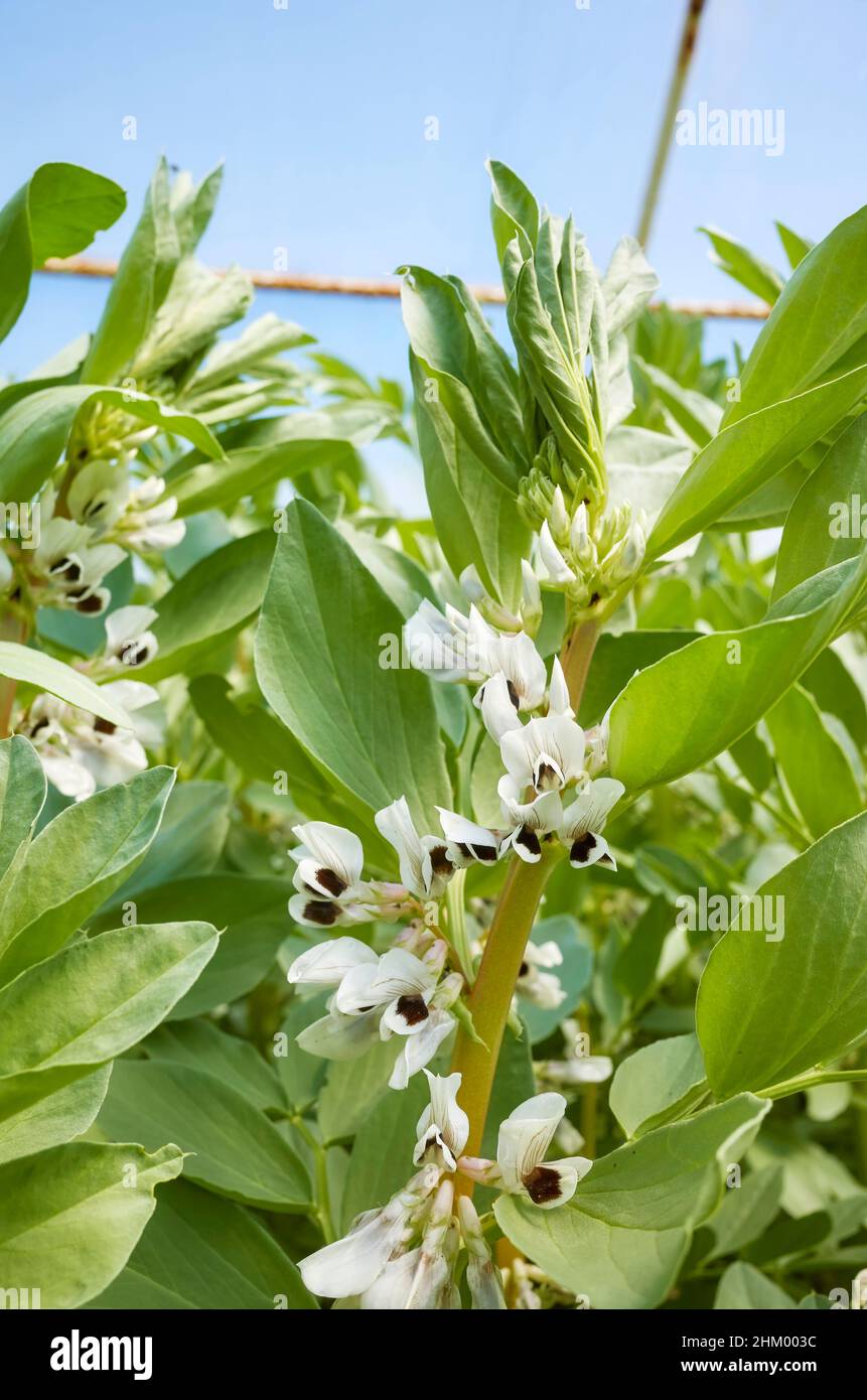 Gros plan de la floraison du haricot large (Vicia faba) dans une serre, foyer sélectif. Banque D'Images