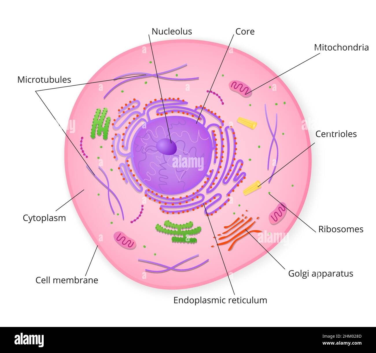 Structure de la cellule avec des particules signées Illustration de Vecteur